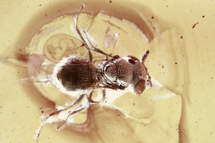 Fossil Parasitoid Wasp (Scelionidae) in Baltic Amber #346572
